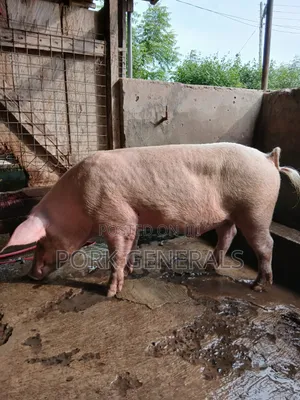 Premium Pork for Sale ( 130kgs )