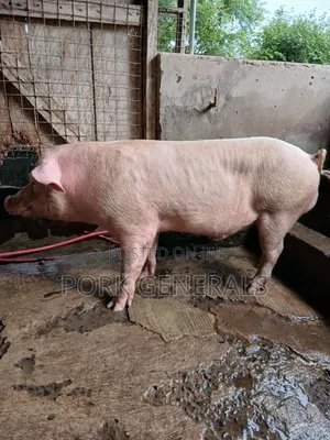 Premium Pork for Sale ( 130kgs )