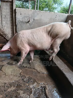 Premium Pork for Sale ( 130kgs )