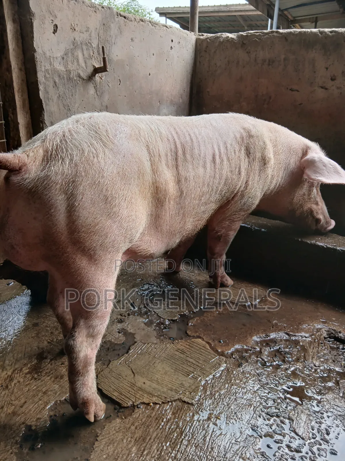 Premium Pork for Sale ( 130kgs )