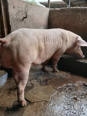 Premium Pork for Sale