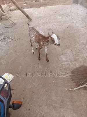 Healthy Goat