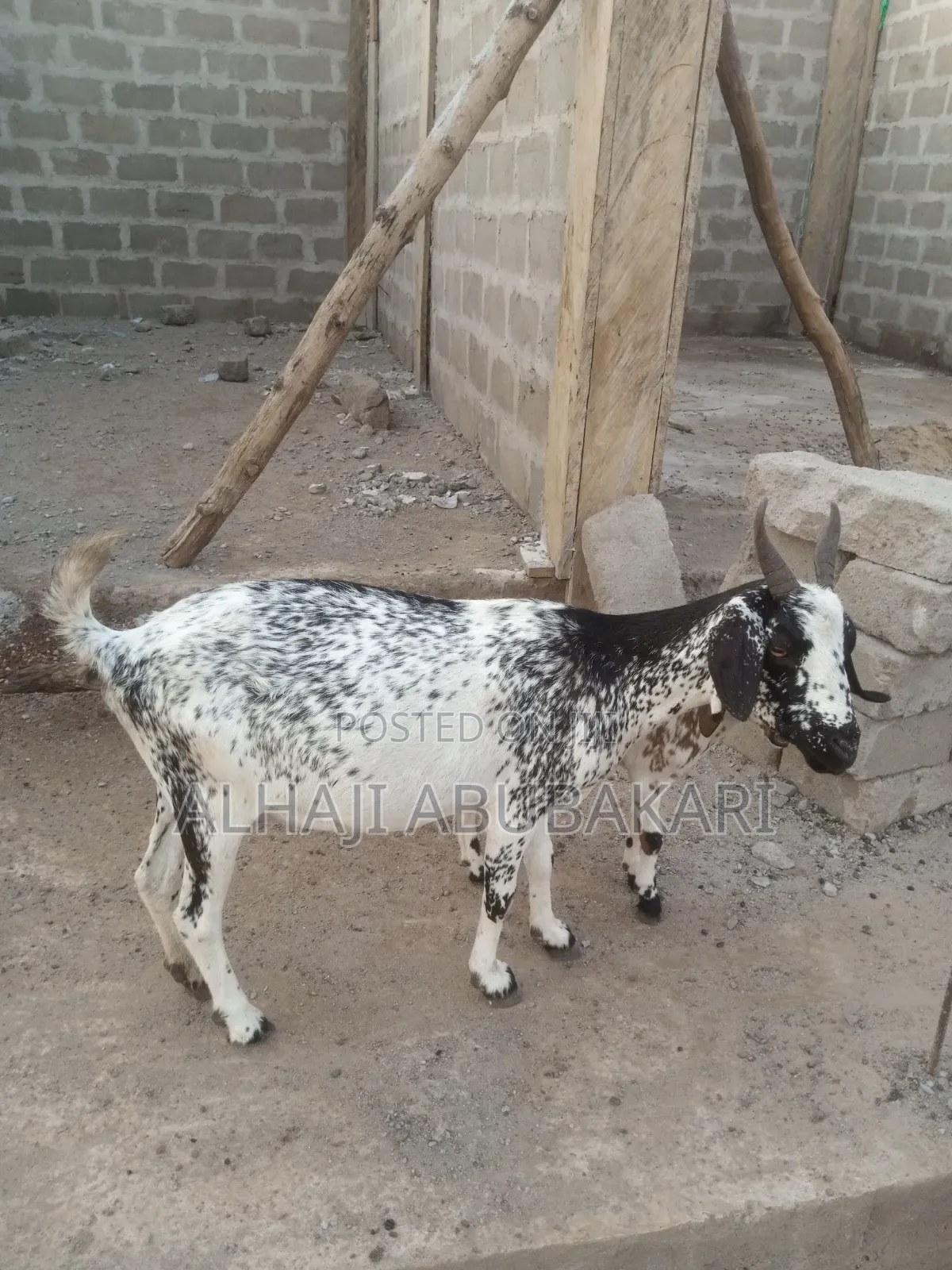 Female Goat