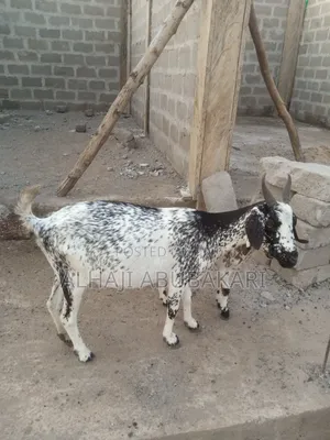 Female Goat