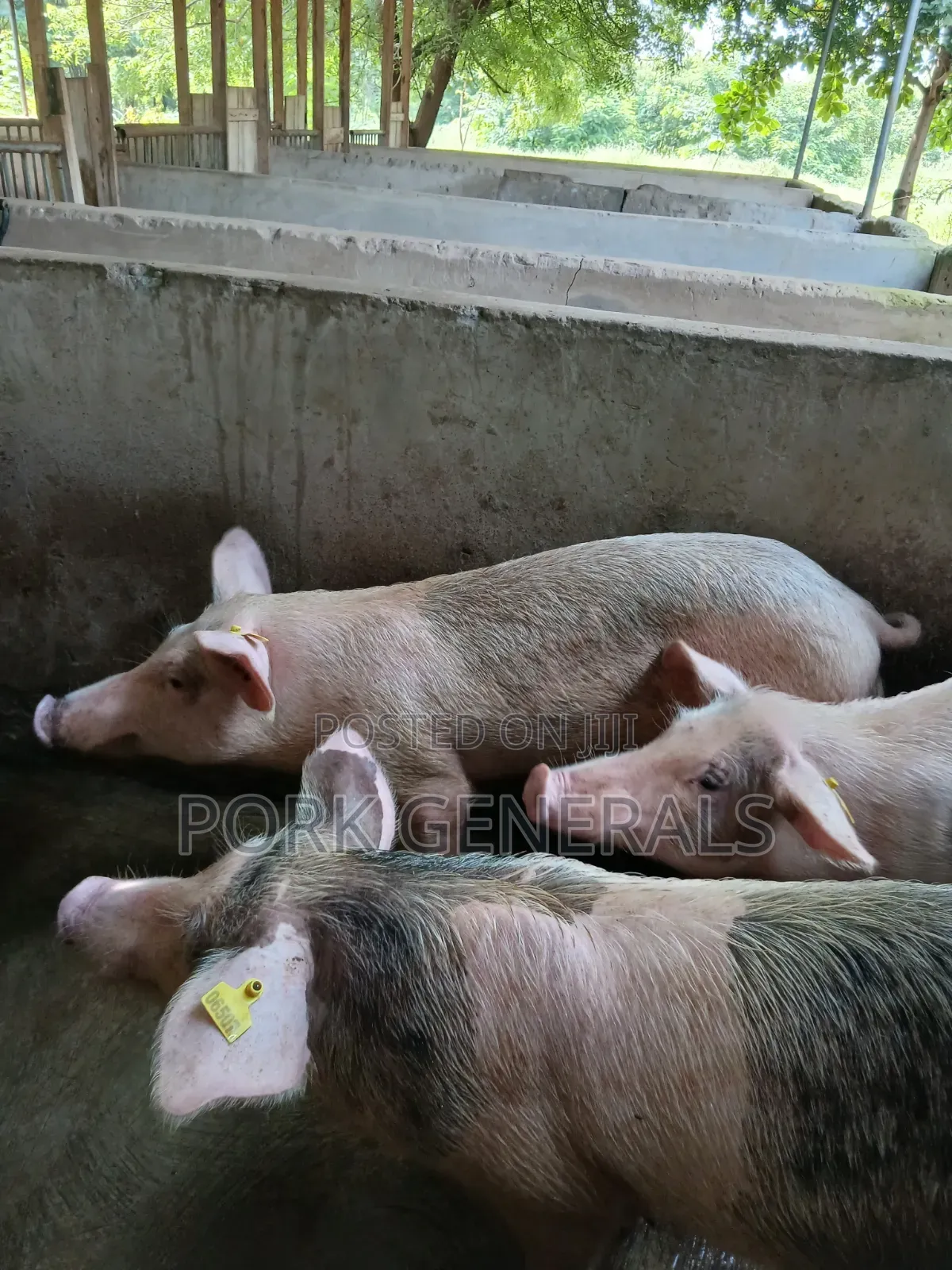 Pigs for Sale