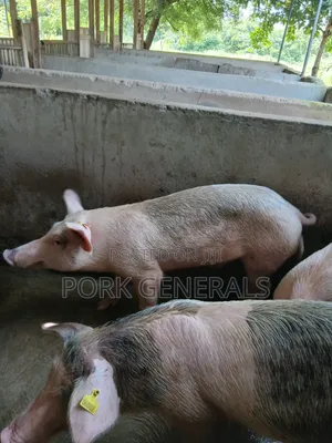 Pigs for Sale