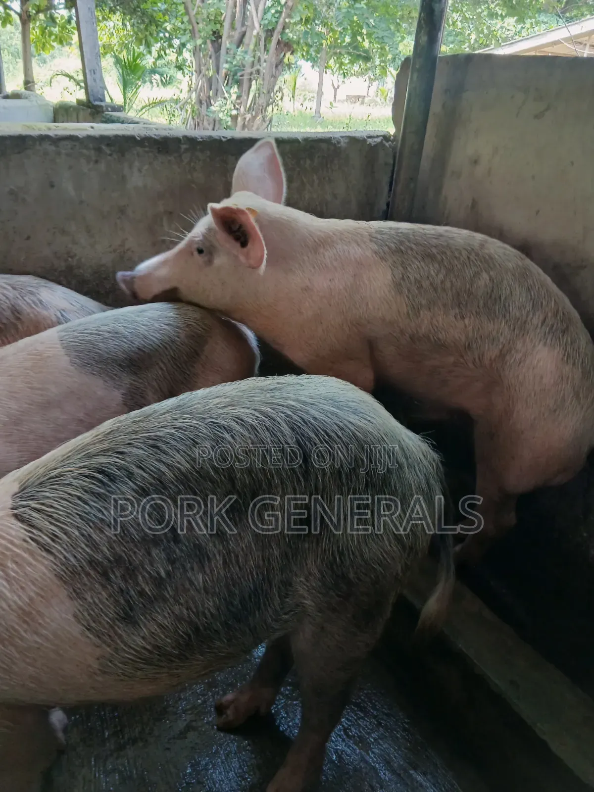 Pigs for Sale