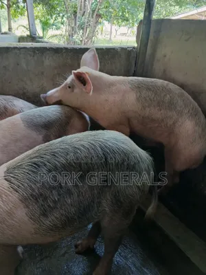 Pigs for Sale
