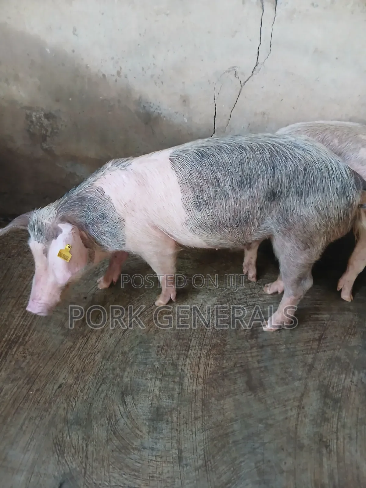 Pigs for Sale