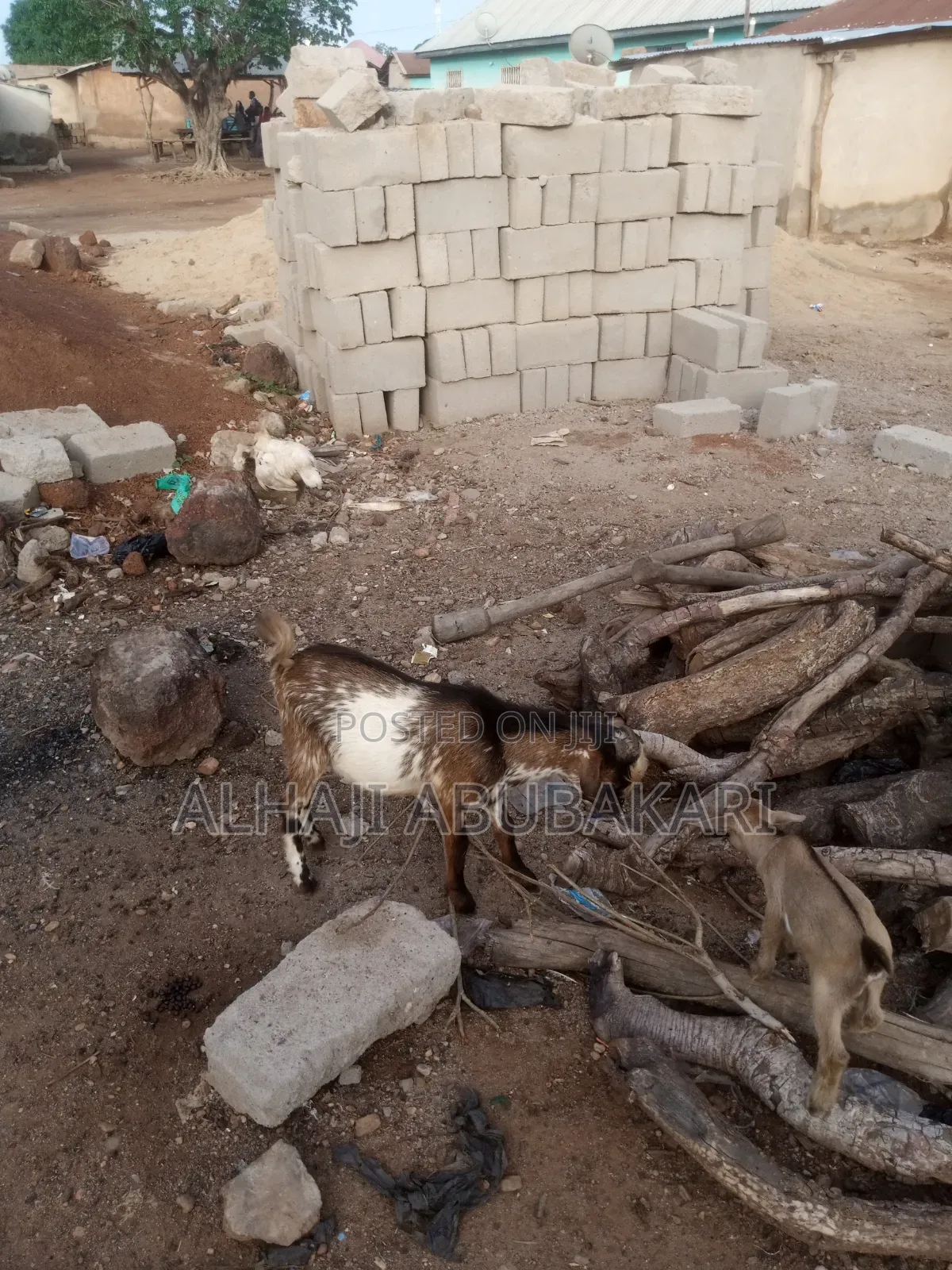 Male Goat for Sale