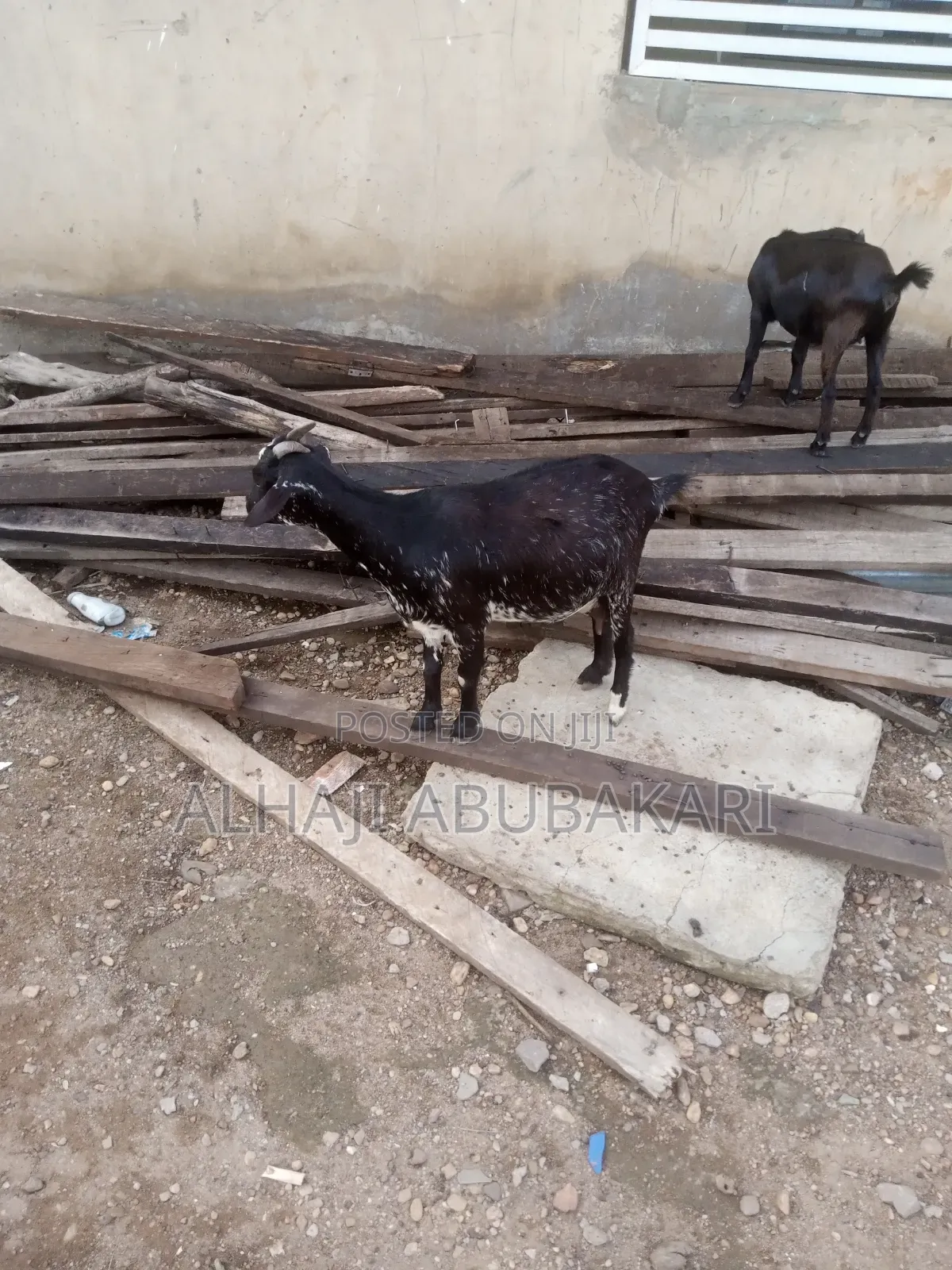 Female Goat for Sale