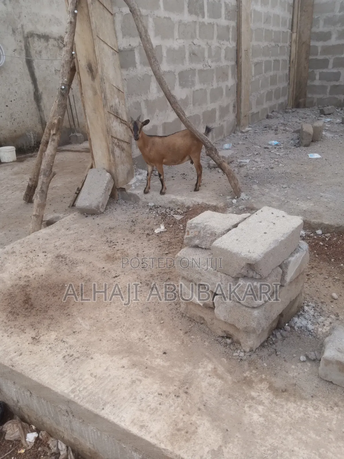 Female Goat for Sale