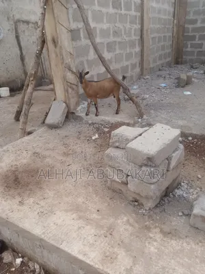 Female Goat for Sale