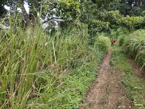 3 Plots of Land at Aburi Tutu for Sale