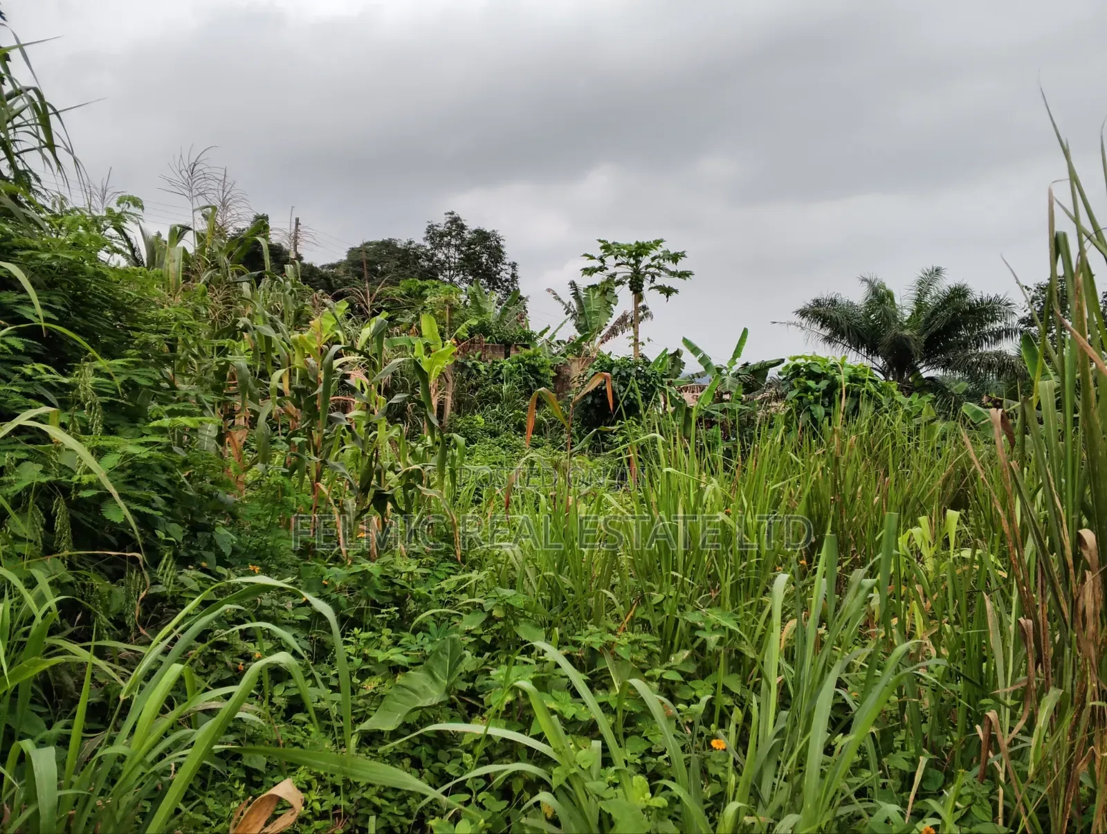 3 Plots of Land at Aburi Tutu for Sale