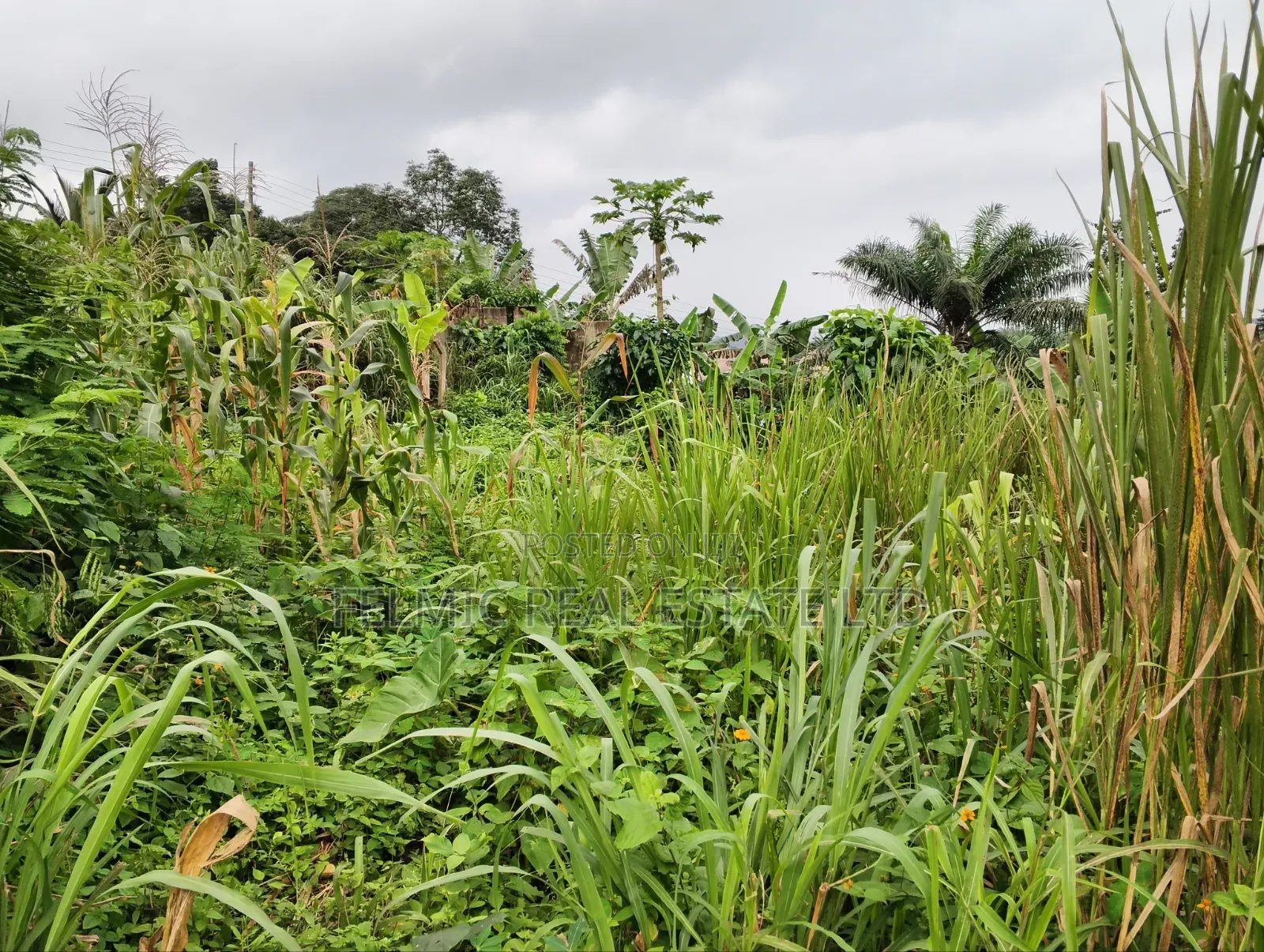 3 Plots of Land at Aburi Tutu for Sale