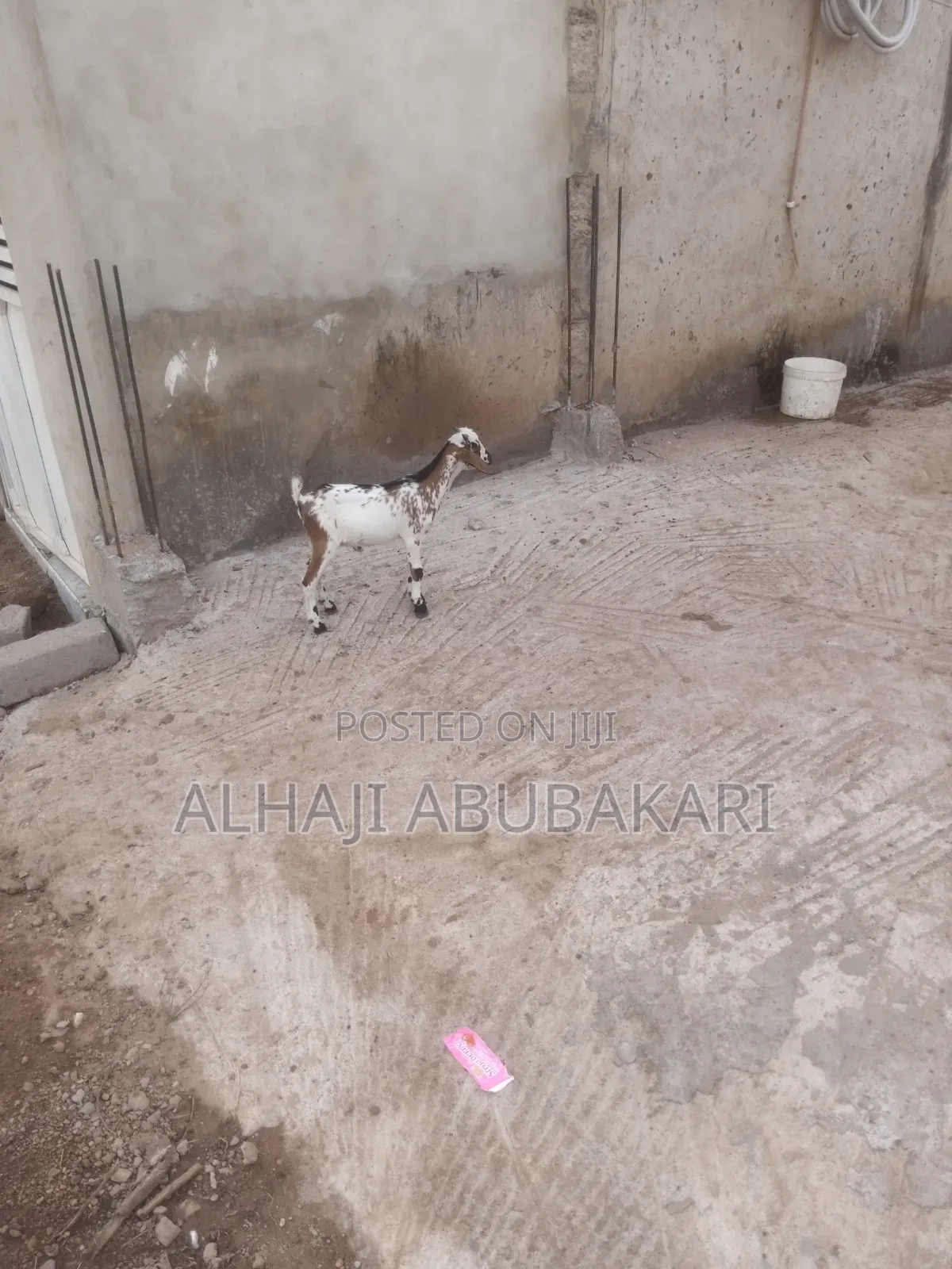 Young Goat for Sale