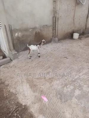 Young Goat for Sale