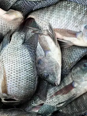 Cheap and Fresh Tilapia, Salmon, Chicken, Available at Atonsu S-Line.