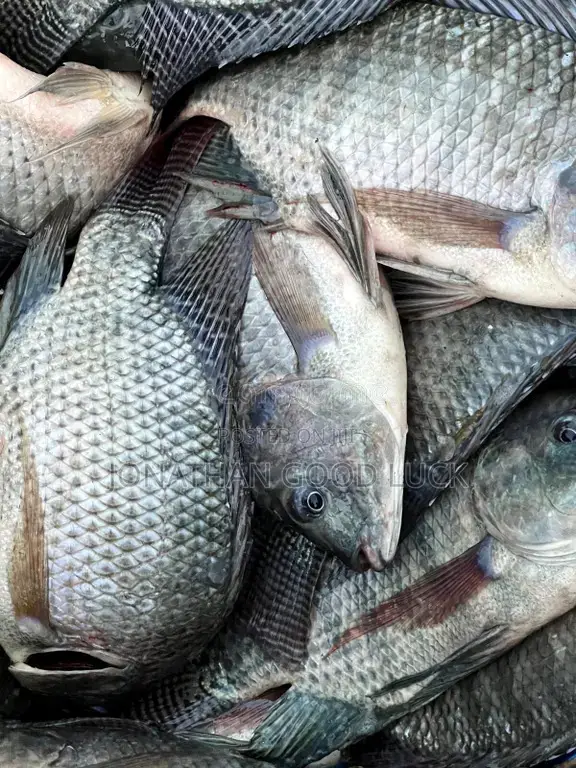Cheap and Fresh Tilapia, Salmon, Chicken, Available at Atonsu S-Line.