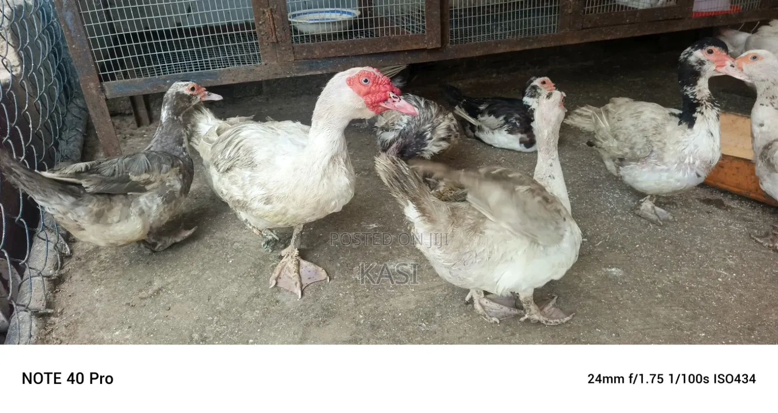 Muscovy Ducklings