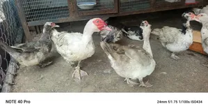 Muscovy Ducklings