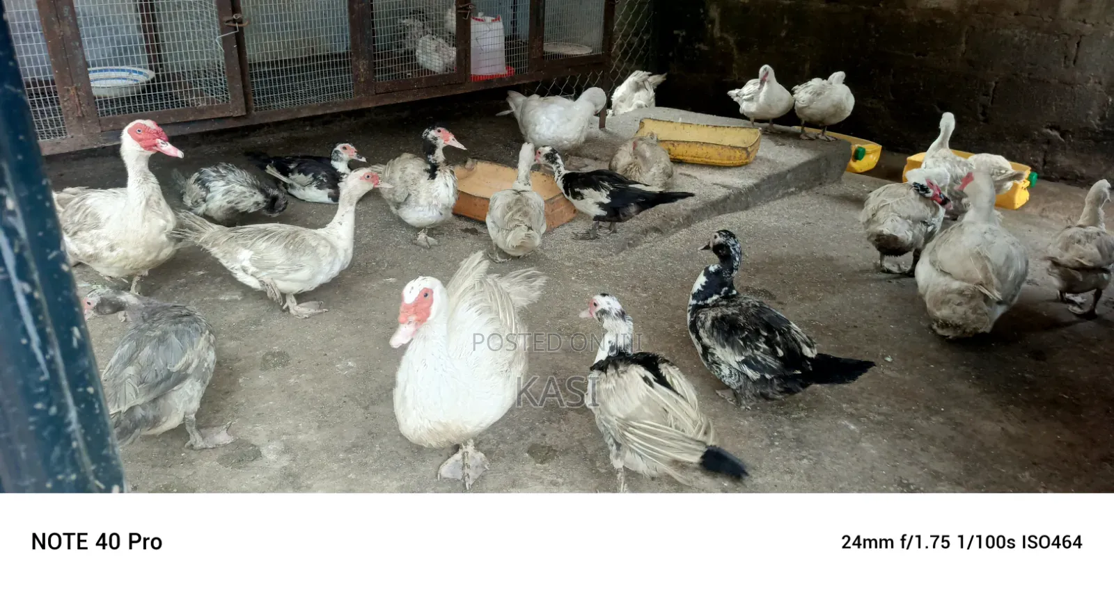 Muscovy Ducklings