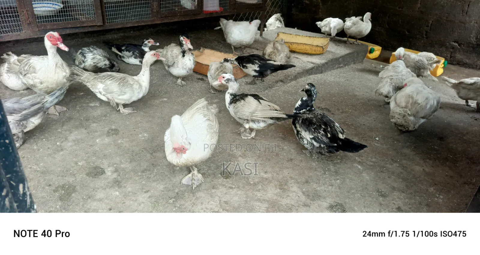 Muscovy Ducklings