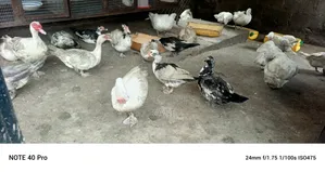 Muscovy Ducklings