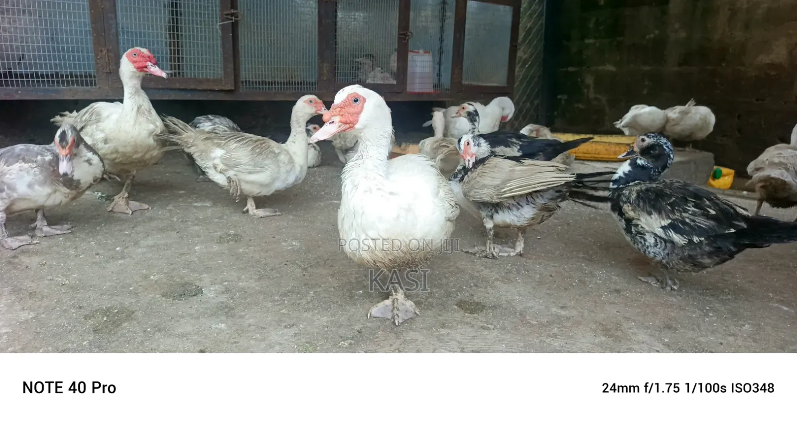 Muscovy Ducklings