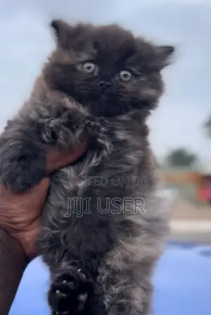1-3 months Female Purebred Persian