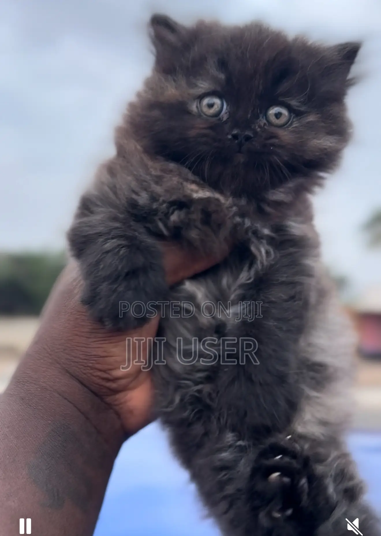 1-3 months Female Purebred Persian