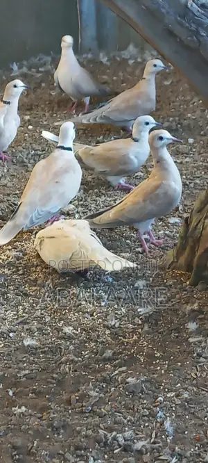 Ring Neck Dove