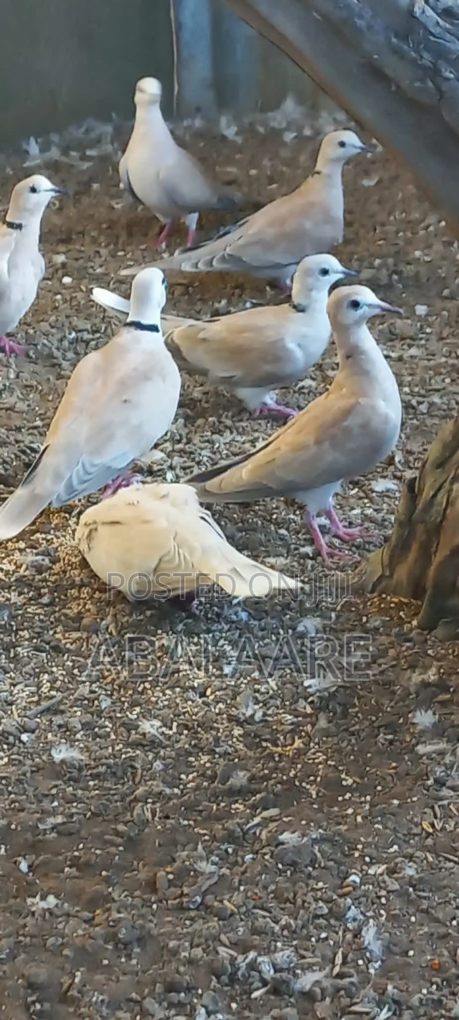 Ring Neck Dove