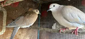 Ring Neck Dove