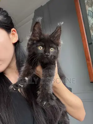 3-6 months Male Purebred Maine Coon