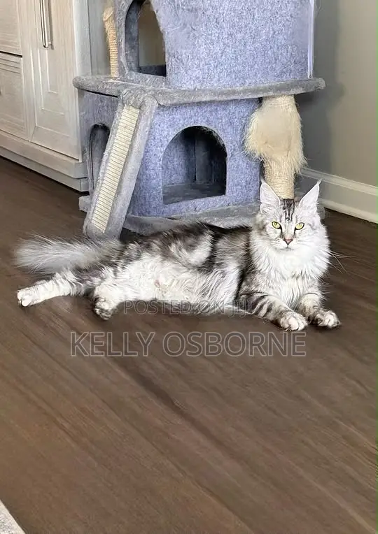 3-6 months Male Purebred Maine Coon