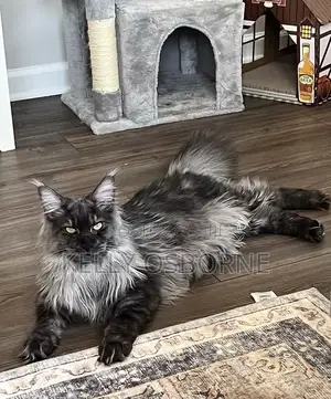 3-6 months Male Purebred Maine Coon