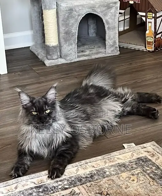 3-6 months Male Purebred Maine Coon