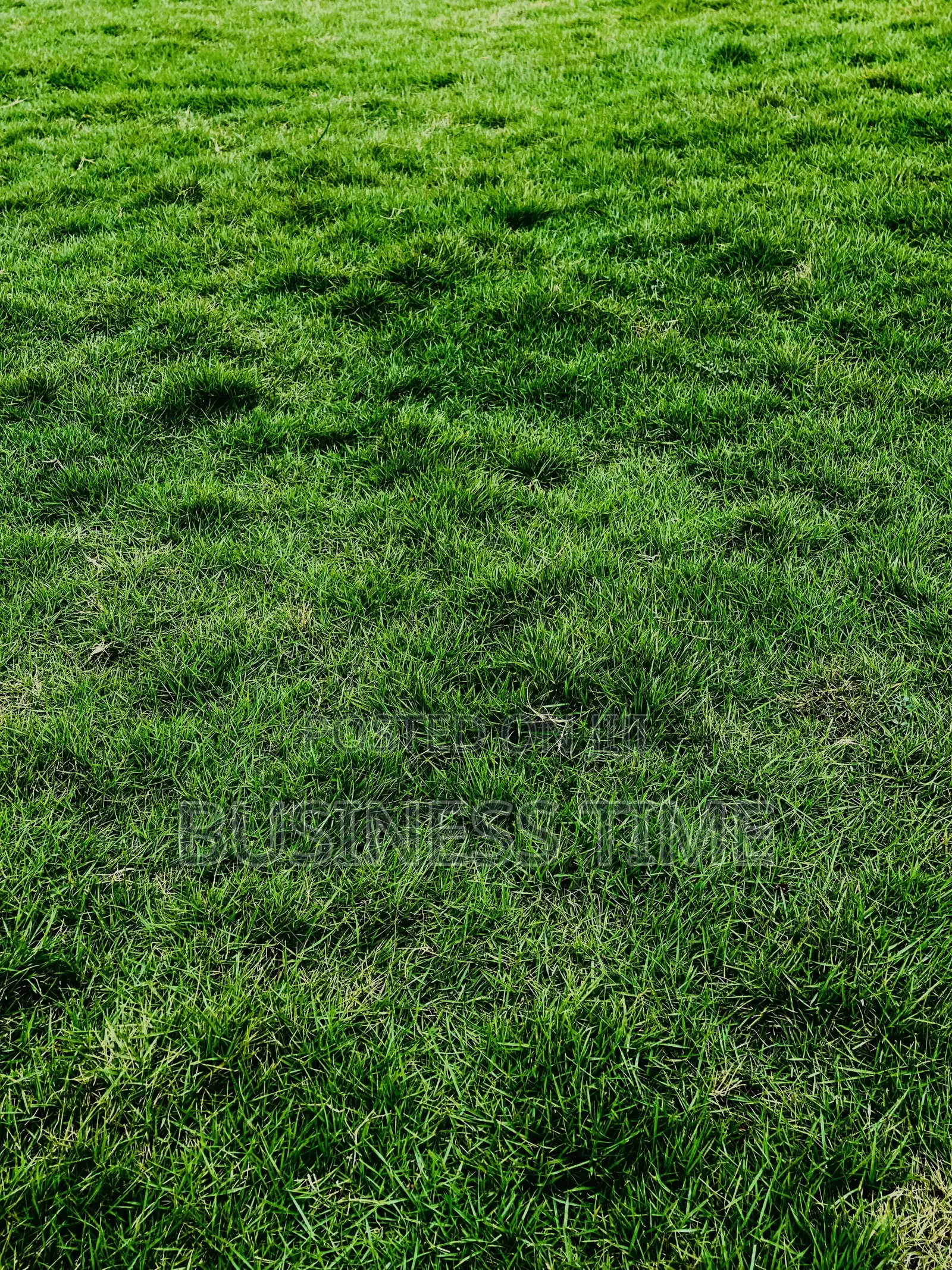 Flowers and Green Grass