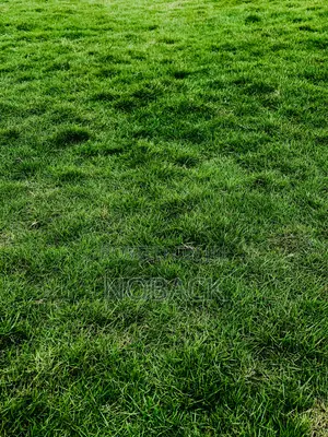 Flowers and Green Grass