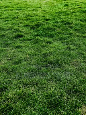 Flowers and Green Grass