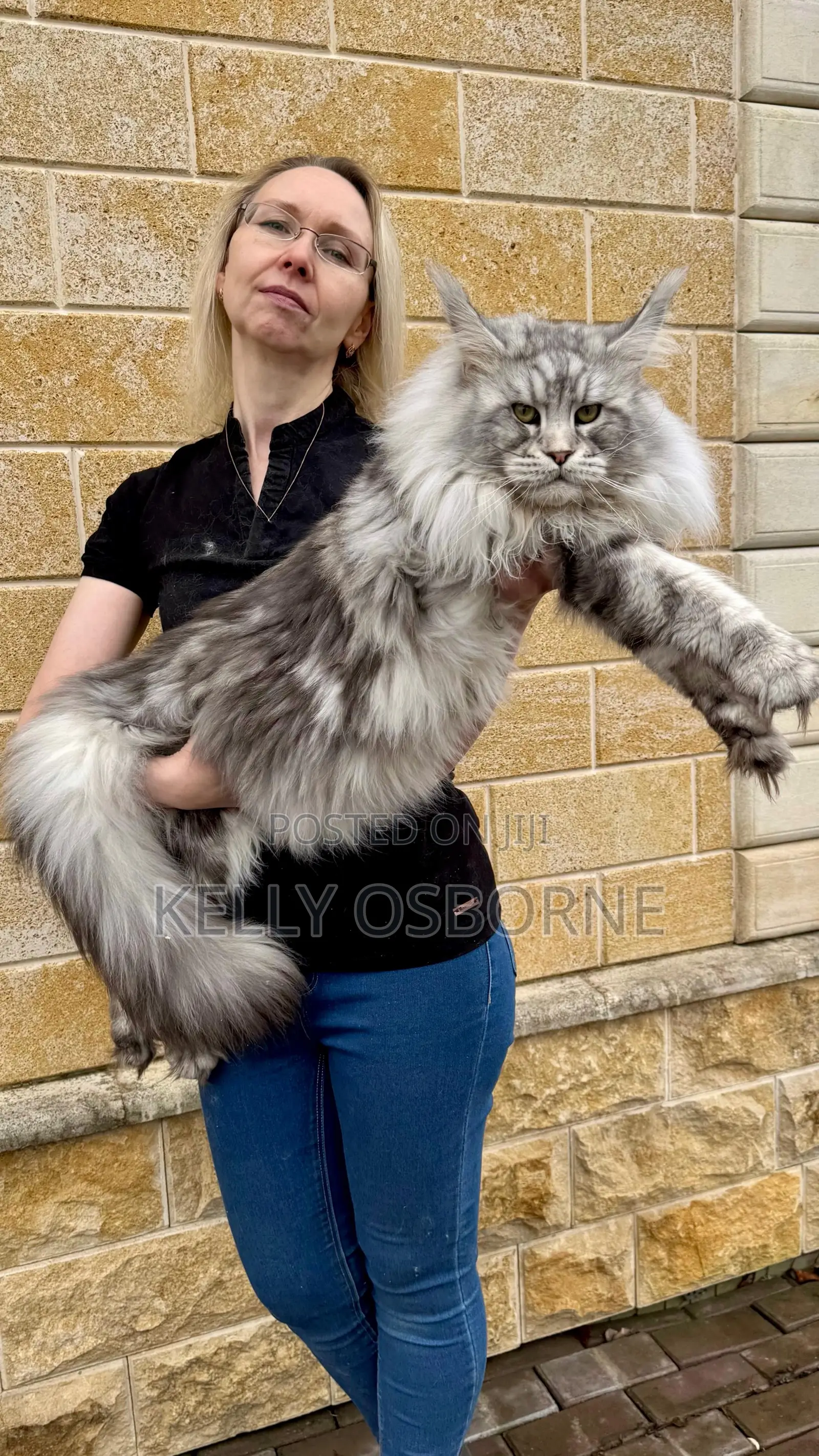 1-3 months Male Purebred Maine Coon