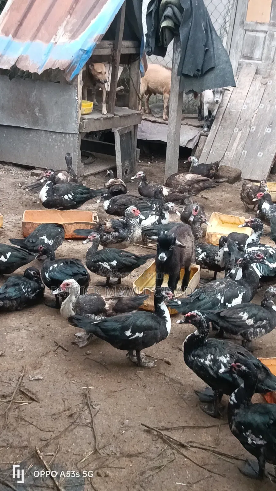 Matured Muscovy Ducks for Sale