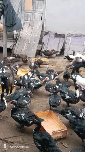 Matured Muscovy Ducks for Sale