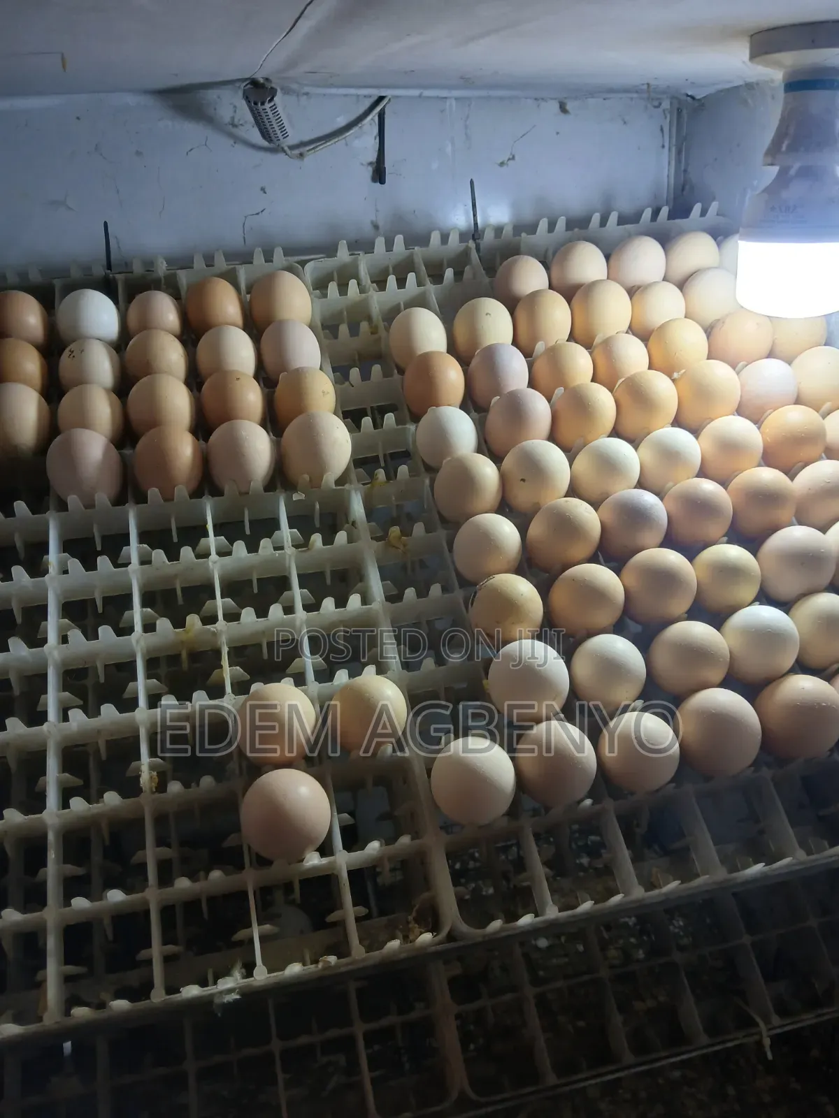 430 Capacity Incubator