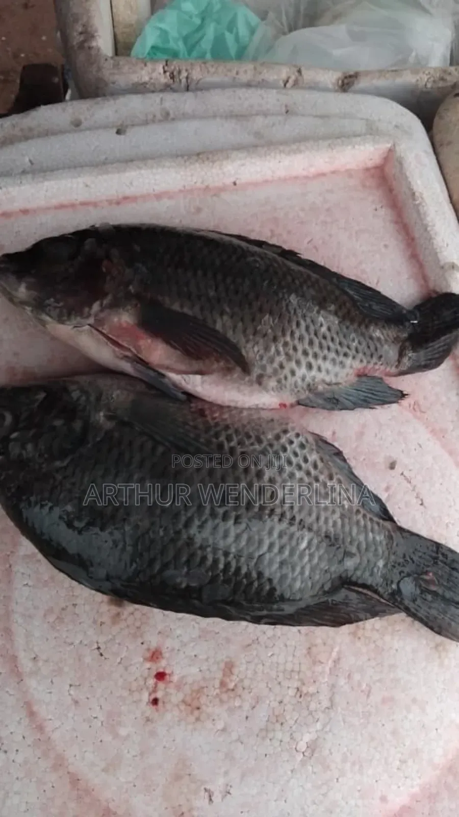 Fresh and Hygienic Voltage Cash Tilapia (3 Pieces)