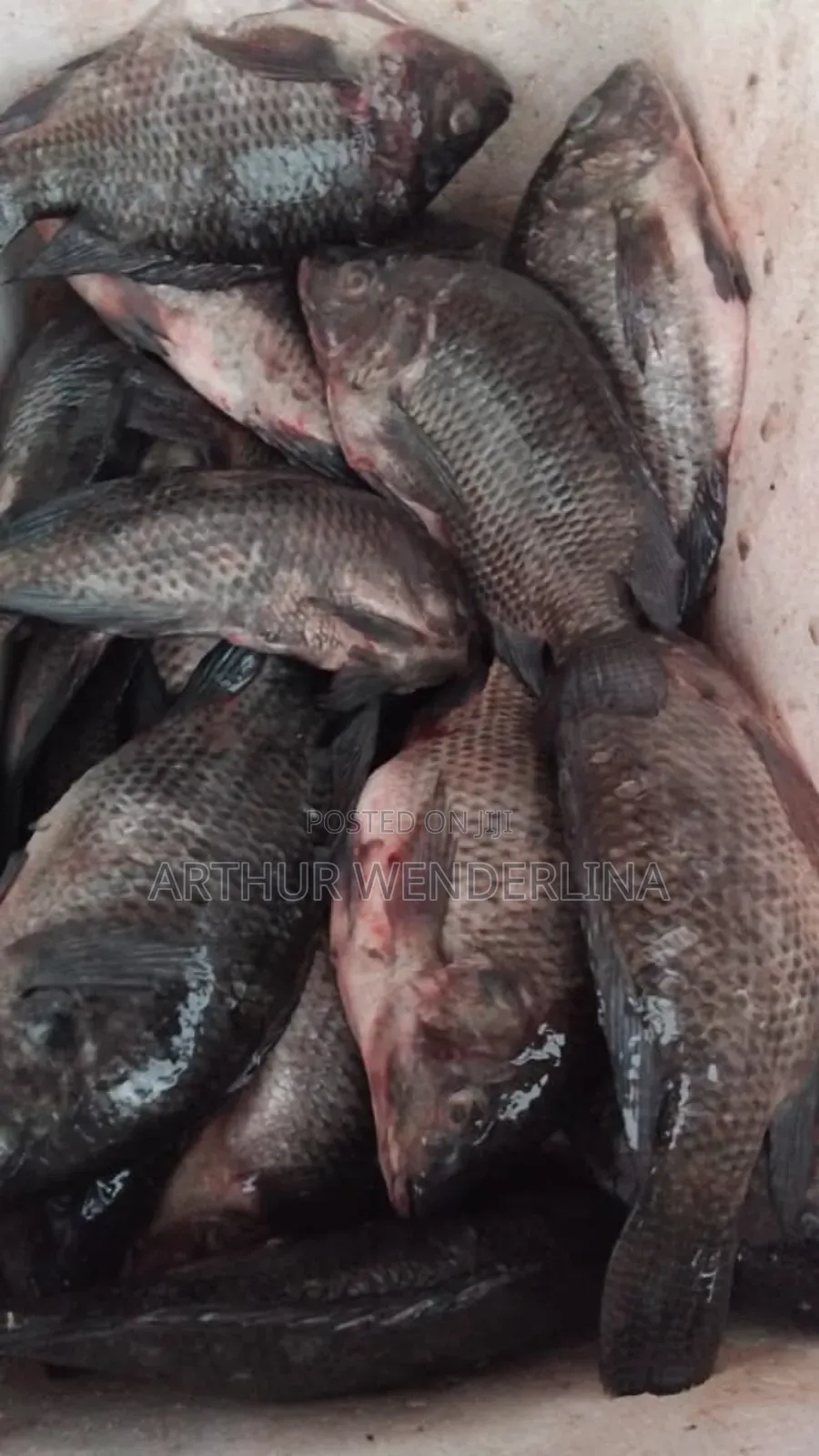 Fresh and Hygienic Voltage Cash Tilapia (3 Pieces)