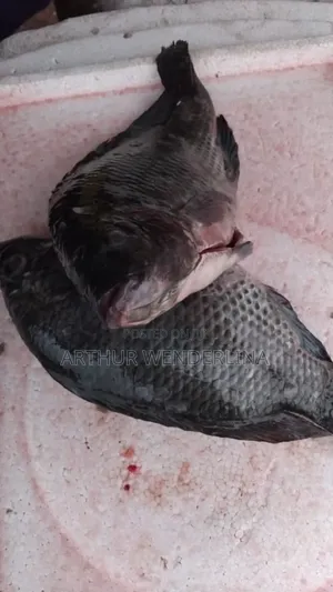 Fresh and Hygienic Voltage Cash Tilapia (3 Pieces)
