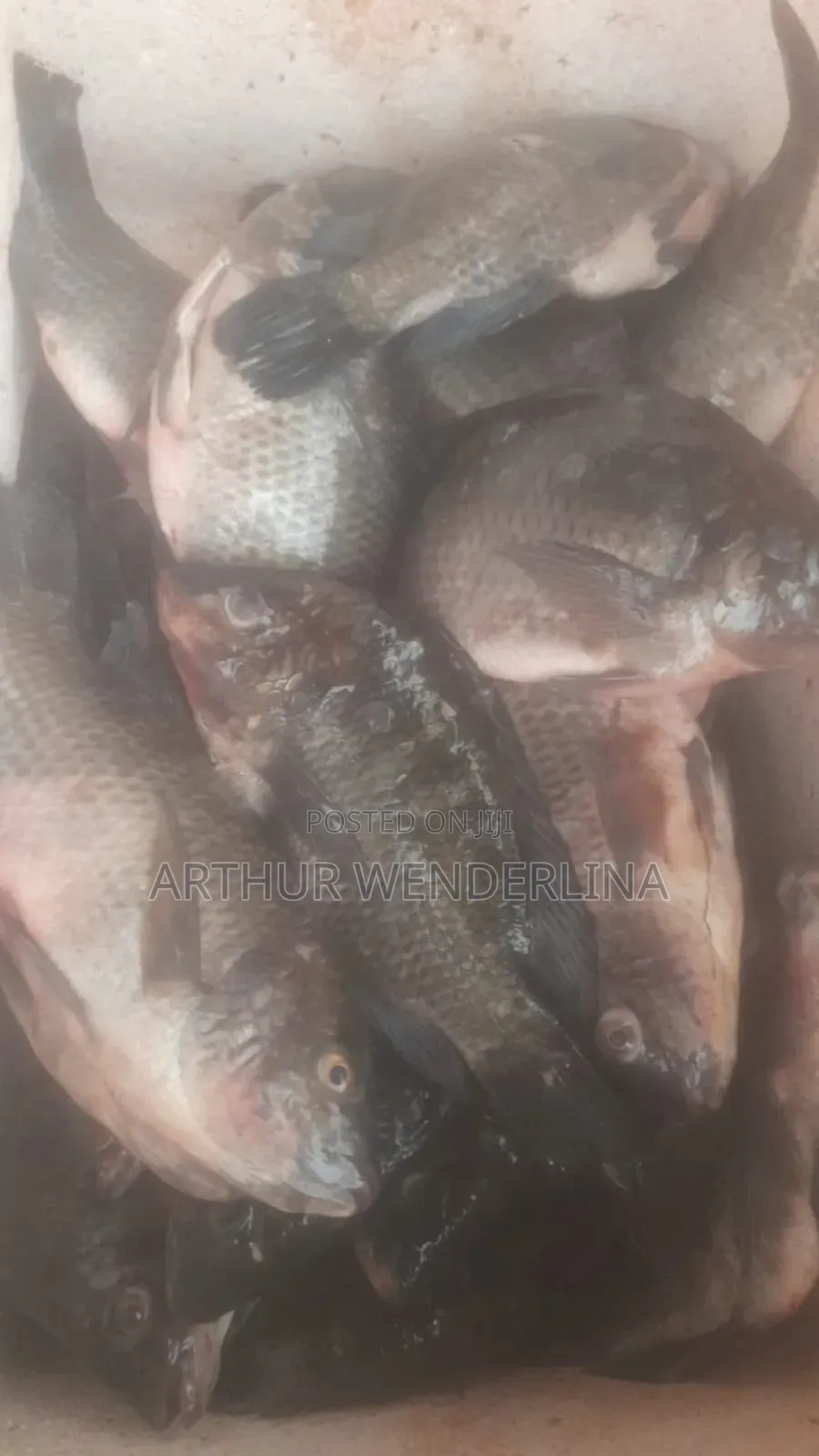 Fresh and Hygienic Voltage Cash Tilapia (3 Pieces)